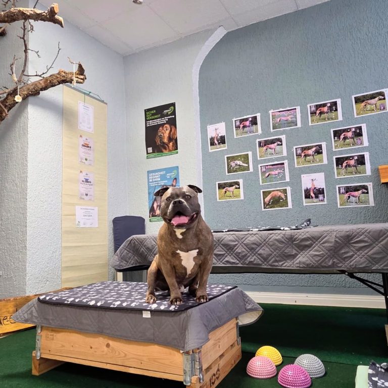 Hund auf Massageliege