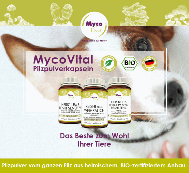 Heilpilze für Hunde