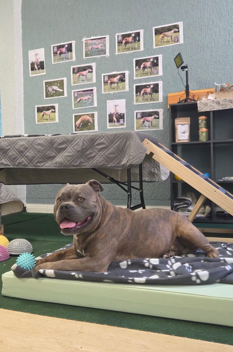 Hund auf Massagematte