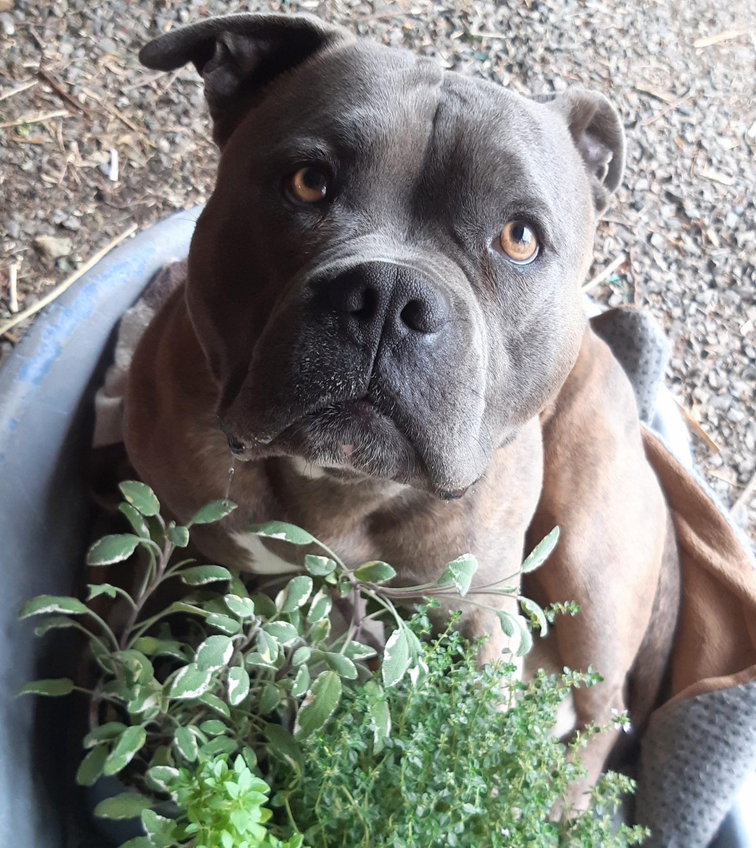 pflanzliche Unterstützung für Hunde