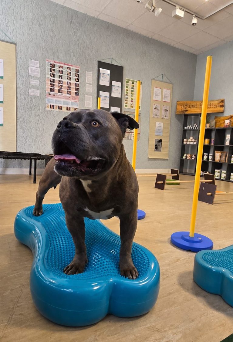 Hund auf Fitbone