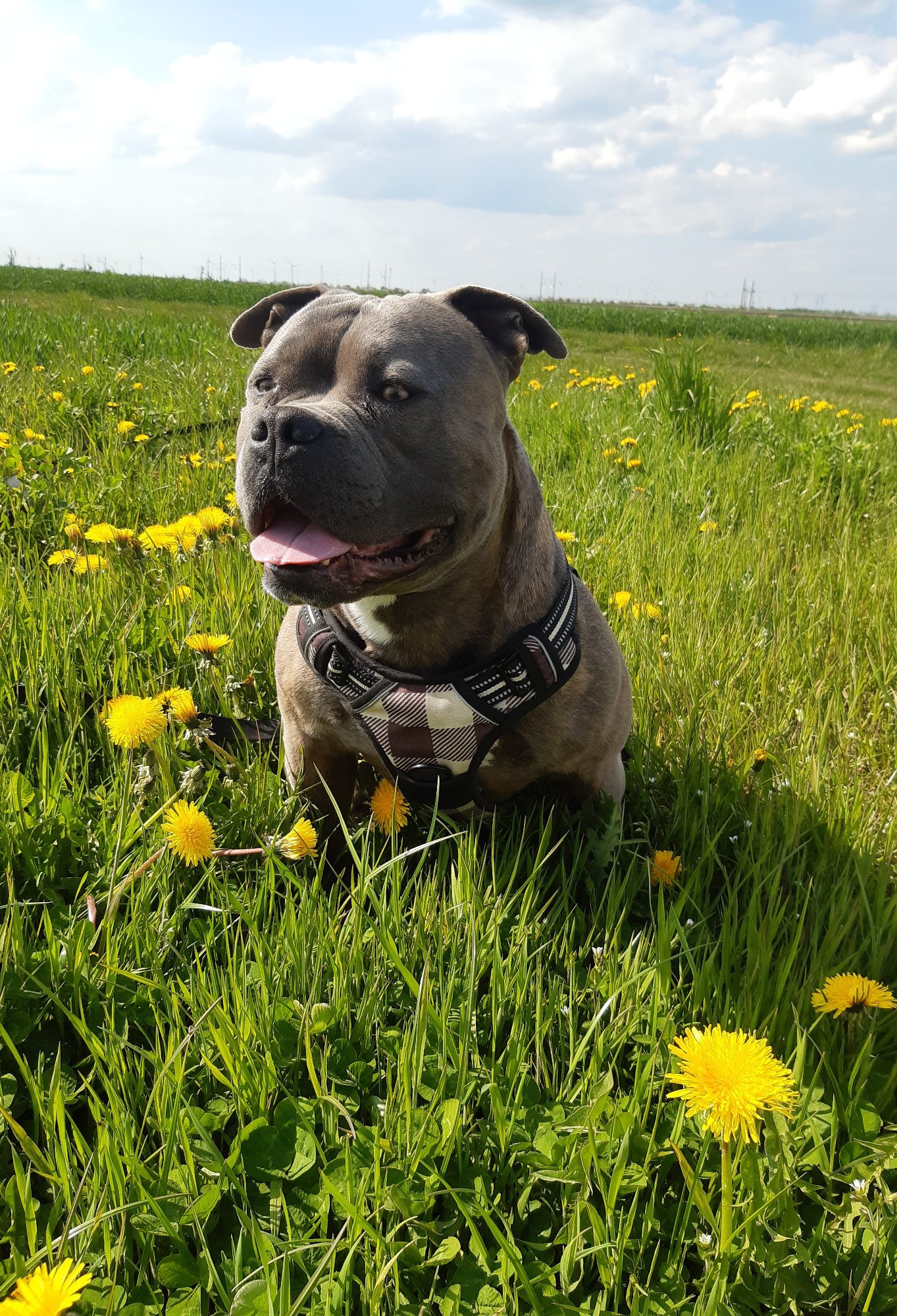 Löwenzahn für Hunde