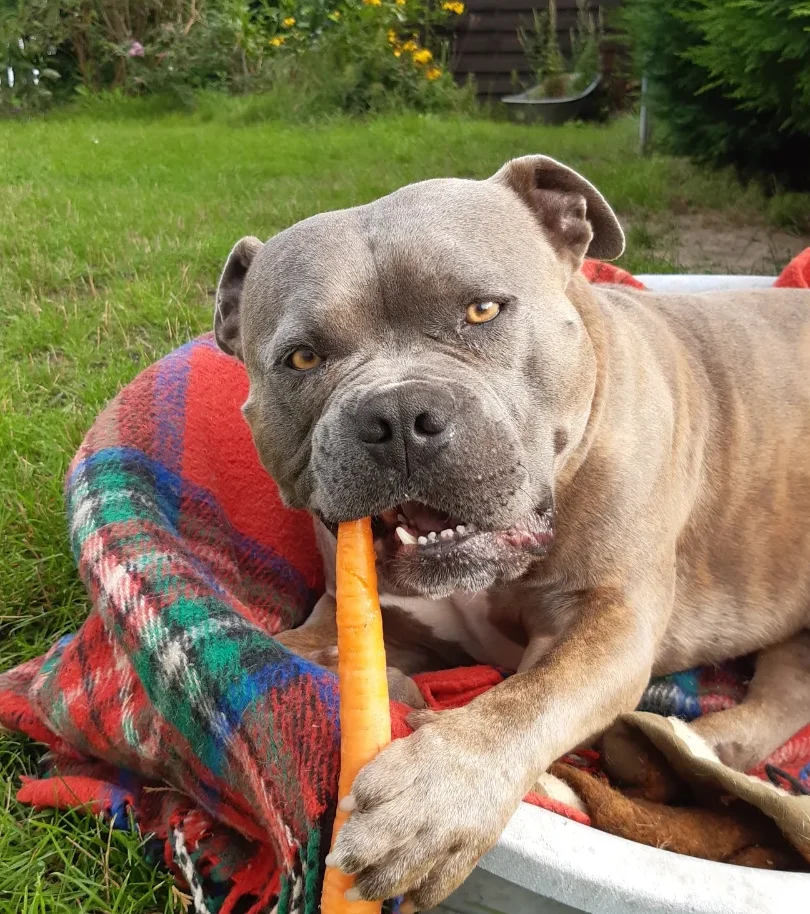 Gesunde Hundeernährung